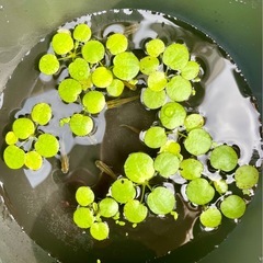 ★ほぼ黒メダカ★水草オマケつきの画像