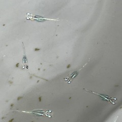深海メダカ　稚魚10匹の画像