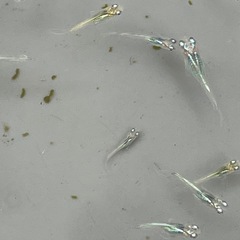 深海メダカ　稚魚10匹の画像