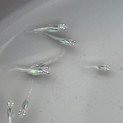 深海メダカ　稚魚10匹の画像