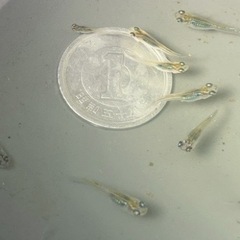 取引中　増量　レア　朱光菊ブルー タイプ稚魚めだか15匹の画像