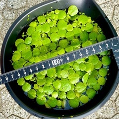 水草★アマゾンフロッグピットの画像