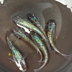 〈種親クラス〉極上サファイア　6匹セット　♂2 ♀4 〈まとめて取引大歓迎‼︎〉の画像