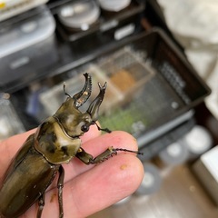 ローゼンベルグオウゴンオニ♂単の画像