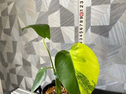⭐️お譲り先決定！❗️【観葉植物】モンステラデリシオーサイエローマリリン✨
