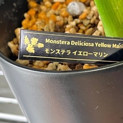 【観葉植物】モンステラデリシオーサイエローマリリン✨の画像