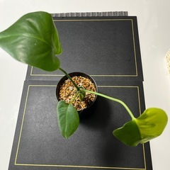 【観葉植物】モンステラデリシオーサイエローマリリン✨の画像