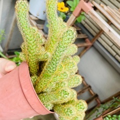 鉢ごとお渡し　屋外雨晒し　サボテン　紐サボテン　の画像