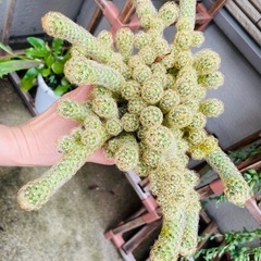 鉢ごとお渡し　屋外雨晒し　サボテン　紐サボテン　の画像