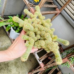鉢ごとお渡し　屋外雨晒し　サボテン　紐サボテン　の画像