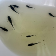 メダカ　ブラックダイヤの画像