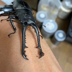 ギラファノコギリクワガタ♂単の画像