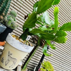屋外雨晒し　姫うちわ　サボテン　リメイク鉢ごとお渡しの画像