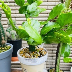 屋外雨晒し　姫うちわ　サボテン　リメイク鉢ごとお渡しの画像