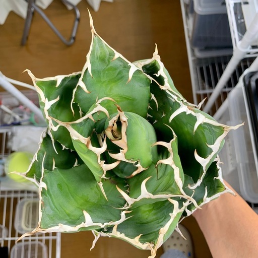 🟣写真更新🟣アガベ【白鯨】中大株🍀さらに展開