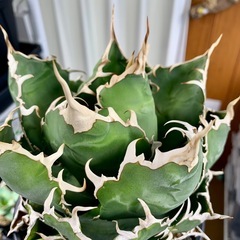 🟣写真更新🟣アガベ【白鯨】中大株🍀さらに展開の画像