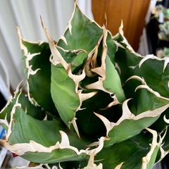 🟣写真更新🟣アガベ【白鯨】中大株🍀さらに展開の画像