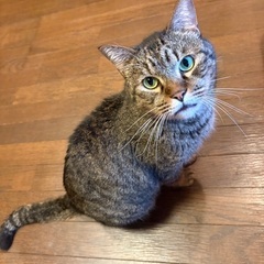 顔おっきいキジトラ