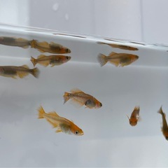 【改良メダカ　竜章鳳姿：4ペア】の画像