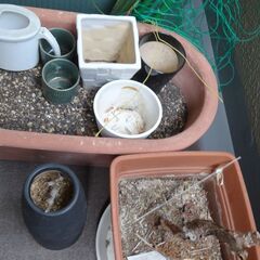 使わなくなったプランター、植木鉢などお譲りします。の画像