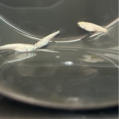 メダカの画像