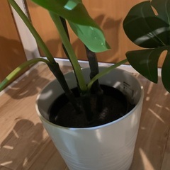 配達可能！激安9/27まで！転勤のため放出！フェイクグリーン！模造観葉植物　高級の画像