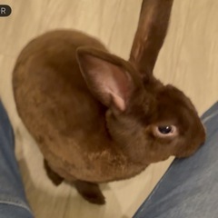 ミニレッキス黒(メス)、茶(メス)