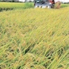 週末値下　ご当地カレー　株主優待の画像