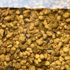 サファイアメダカ稚魚若魚サイズ10匹の画像
