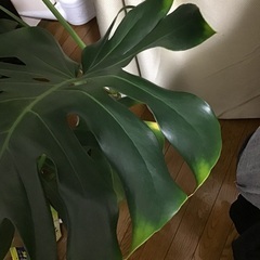 モンステラです。の画像