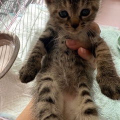 決定しました！