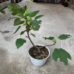 鉢植えイチジクの画像