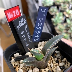 🟣写真更新🟣アガベ 【ホワイトホーク】①小株🍀 OC子株の画像