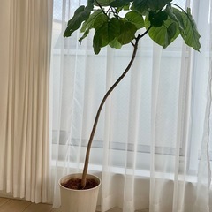 観葉植物 フィカスウンベラータ 曲がり仕立て 大型　鉢植えの画像