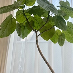 観葉植物 フィカスウンベラータ 曲がり仕立て 大型　鉢植えの画像