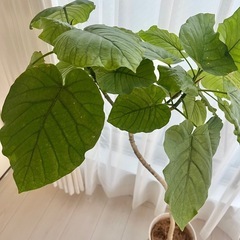 観葉植物 フィカスウンベラータ 曲がり仕立て 大型　鉢植えの画像