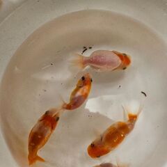 桜錦🐟の画像