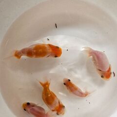 桜錦🐟の画像
