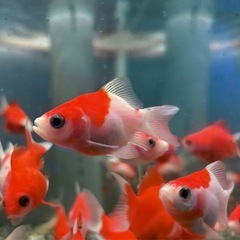 福ダルマ 金魚の画像