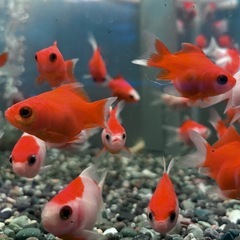 福ダルマ 金魚の画像