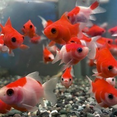 福ダルマ 金魚の画像