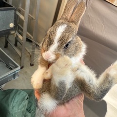 ミニウサギ里親募集　その② 