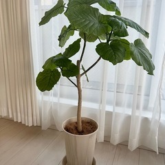 フィカスウンベラータ 観葉植物  朴仕立て 100cmの画像
