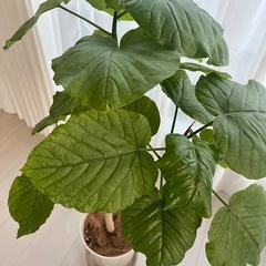 フィカスウンベラータ 観葉植物  朴仕立て 100cmの画像
