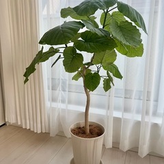 フィカスウンベラータ 観葉植物  朴仕立て 100cmの画像