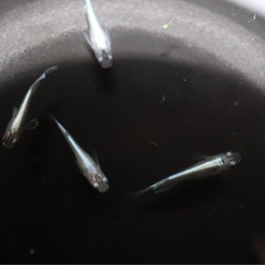 【幹之めだか】若魚　5匹の画像