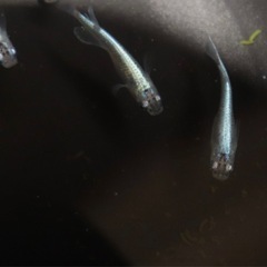 【幹之めだか】若魚　5匹の画像