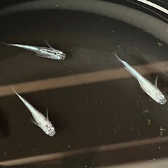 【幹之めだか】若魚　5匹の画像