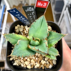 🟣写真更新🟣アガベ【バナナピール】小株🍀展開中 残り1株（今後仕入れ予定なし）の画像