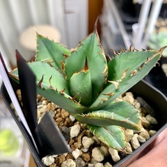 🟣写真更新🟣アガベ【バナナピール】小株🍀展開中 残り1株（今後仕入れ予定なし）の画像